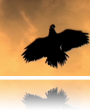 collage image title