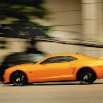 IMG_3900.-Bumble-Bee-and-pursuit-xl