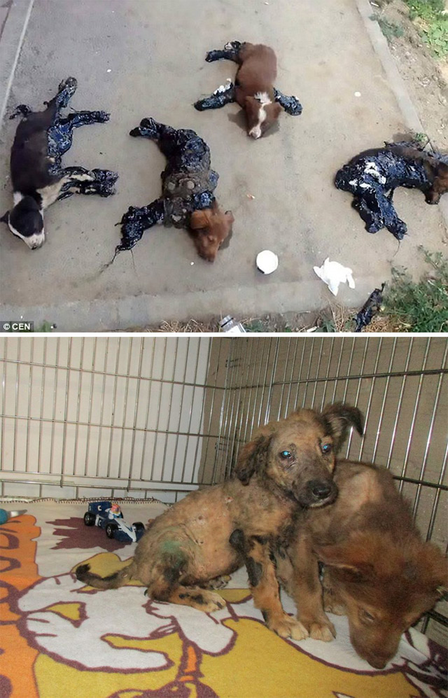 dogs-romania-640